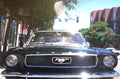 Muscle