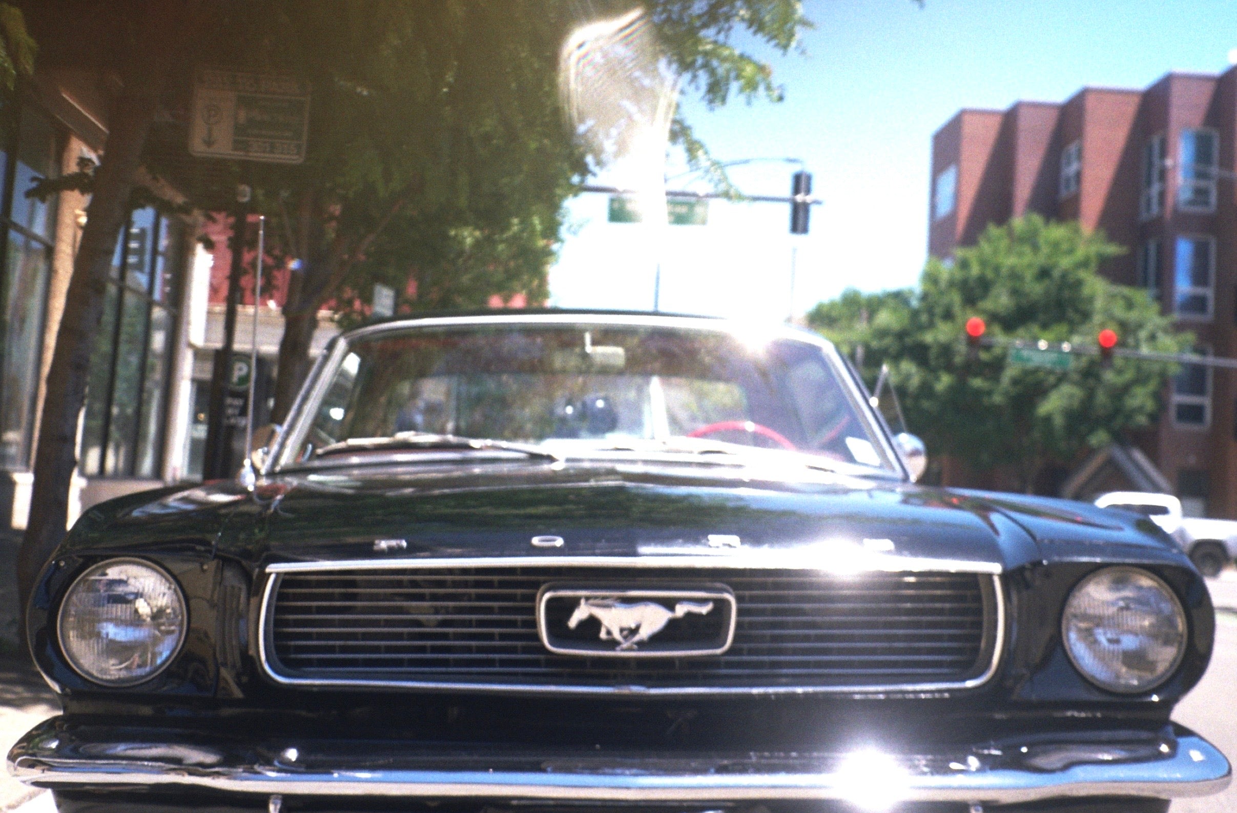 Muscle