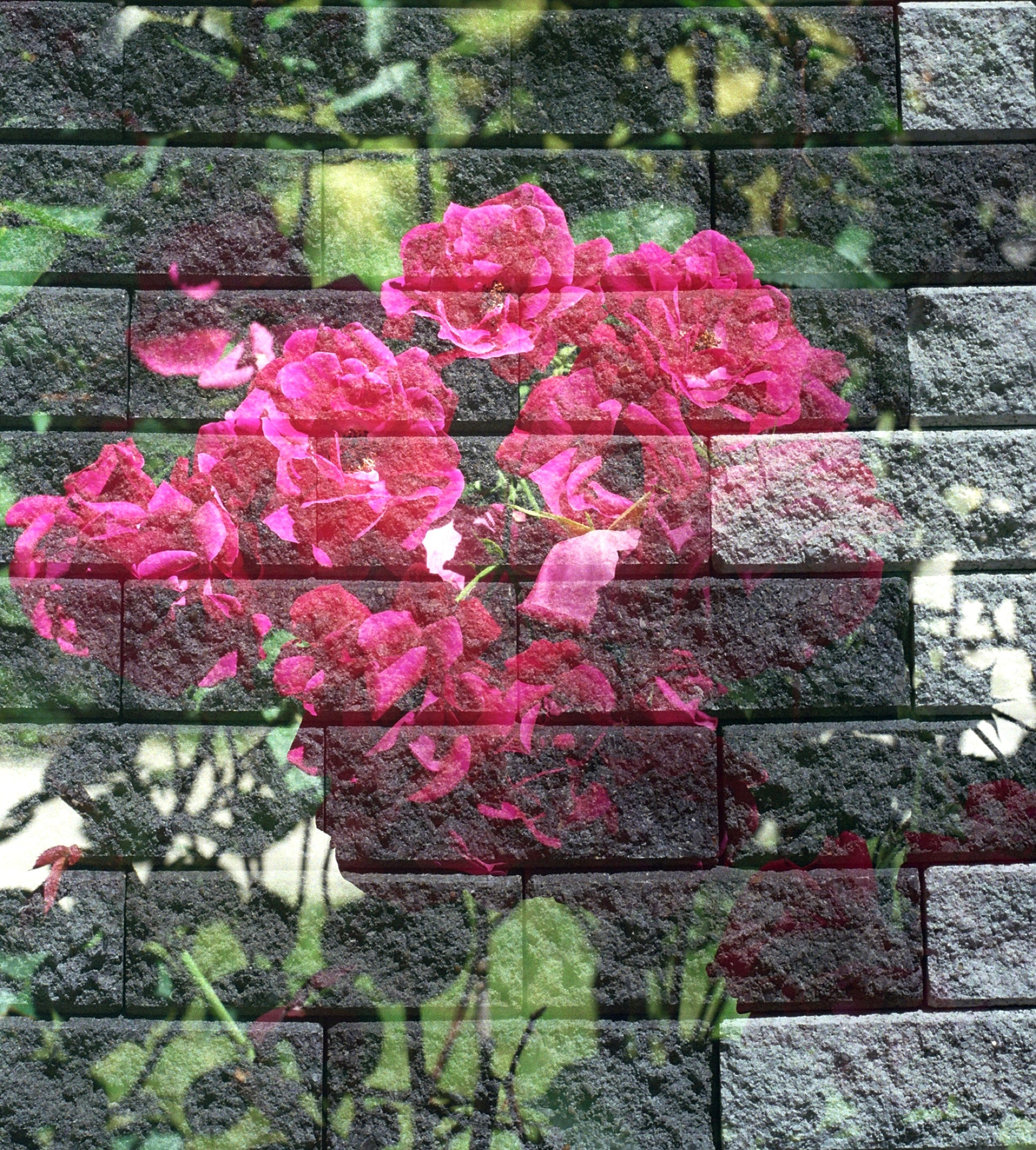 In Bloom