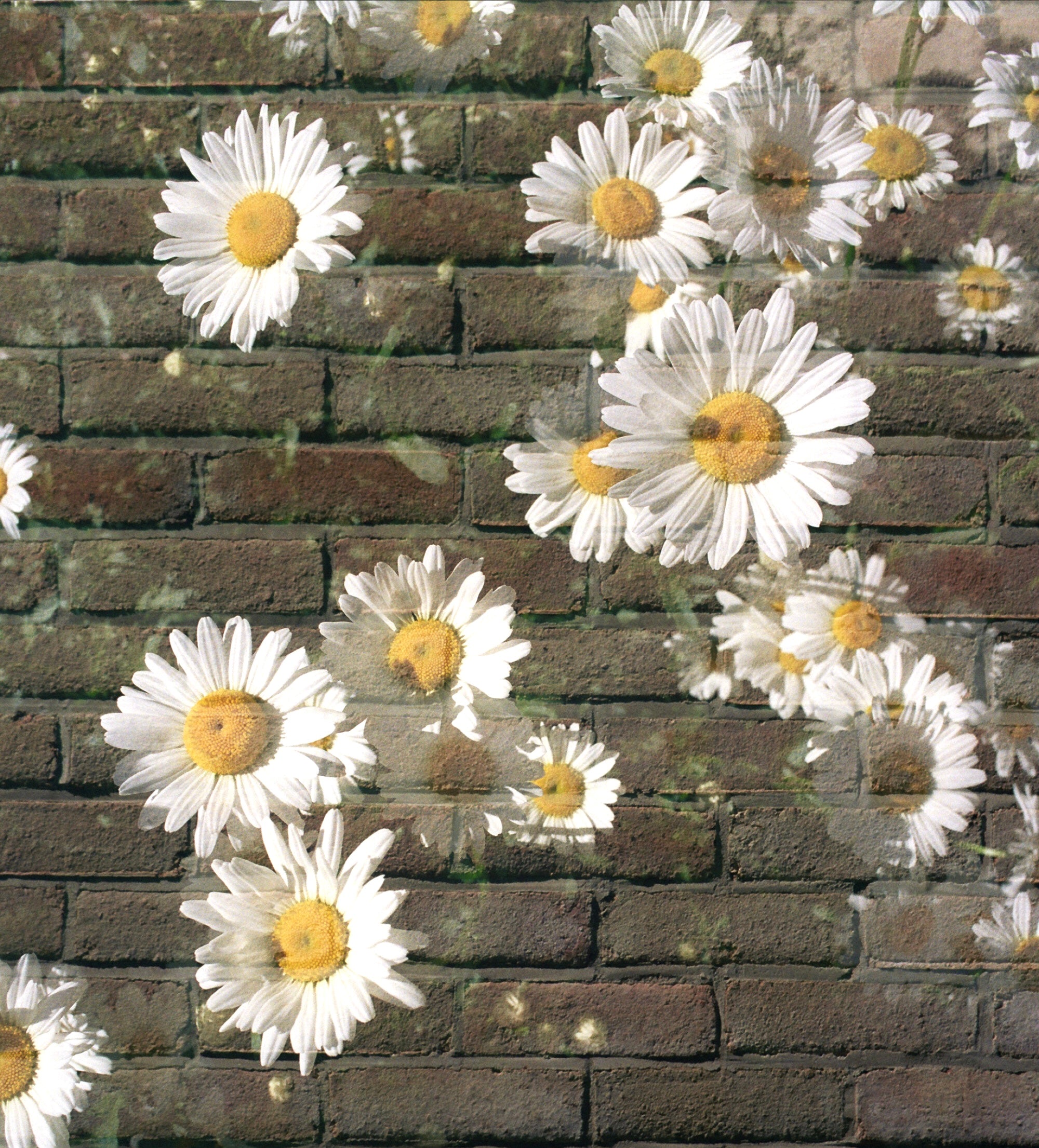 Dandelions